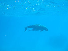 Dugong swimming in blue water with a remora attached