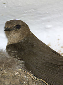 head and body of a brown swallow