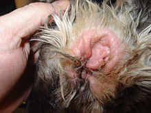 A spaniel's ear is flipped back, the ear canal is swollen closed.