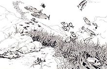 Drawing of seabed, showing plants and fish swimming above