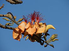 A few spiny branches with developing flowers on them. In the middle are five or more blowing flowers; they have an orange sac in the middle, surrounded by orange flower leaves, with a multitude of red strips on top.