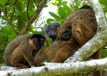 A group of collared brown lemurs sit huddled on a tree limb, with a juvenile clinging to its mother's abdomen.