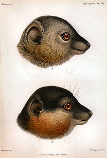 Illustration of female (top) and male (bottom) heads, seen from the right.  Female is mostly gray with some rufous-brown coloration on the cheeks. Males has mostly dark gray or black muzzle, face, and crown; as well as thick and bushy rufous-brown cheeks and beard.  Both have big ears and a long snout.