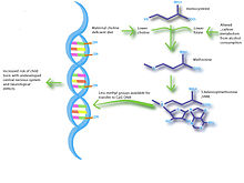 The nutriepigenetic pathway of maternal choline-deficient diets helps to elucidate the development of fetal alcohol syndrome. Pregnant rodents fed diets low in choline were found to give rise to offspring with diminished neurological capacity. This is similar to pregnant rodents whom were fed ethanol and were found to have alterations in the metabolism of 1-carbon compounds. This leads to diminished levels of methyl donors available for methylating DNA; thus allowing for overexpression of normally silenced genes causing neurological defects in their offspring.