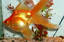 A shiny gold and orange goldfish with a short, bulging body, and very long, flowing fins and tail, facing left