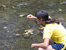 A woman takes samples of water from a river