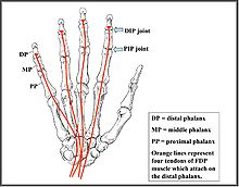 A drawing of the hand and tendons.
