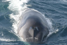 Photo of whale at surface oriented with head towards camera
