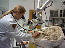 A man in a white laboratory coat looks through a microscope at a large fossil-bearing rock that he is altering with a tool.