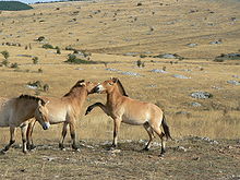 Three tan colored horses with upright manes. Two horses nip and paw at each other, while the third moves towards the camera. They stand in open, rocky grassland, with forests in the distance.