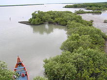 Fringing mangroves, mudflat and in Muthupet Lagoon .JPG