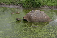 A tortoise semi-submerged in a green outdoor pool full of algae