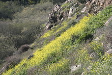 Photograph of a steep slope.