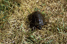 A bog turtle standing on all fours walking through a thick patch of grass, viewed from abaove.