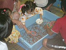 View from above of children gathered around a pale blue rectangular tub filled with many small orange fish swimming in water. A girl at the top of the scene leans over the tub, with a pink scoop in her right hand and a white bowl in her left hand.