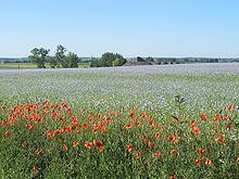 A field of lilac flowers under a blue sky, with dozens of poppies in the foreground. A house and trees are visible behind the field, and further still in the distance are green fields, a church spire, and hills.