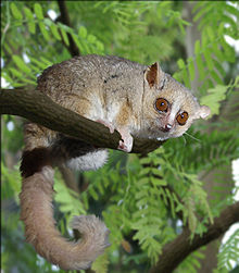 A large-eyed lemur perched on a wooden rod with the long furry tail dropping down