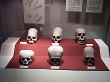 Paracas skulls in the Museo Nacional de Arqueología Antropología e Historia del Perú