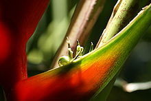 Heliconia bihai flower closeup.JPG