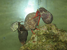 Photo of four hermit crabs.