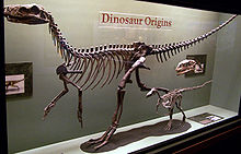 Full skeleton of an early carnivorous dinosaur, displayed in a glass case in a museum