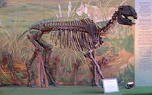 brown skeleton of a quadruped with painted background of a savanna scene