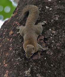 Hoary-bellied Squirrel at Jayanti, Duars, West Bengal W Picture 452.jpg