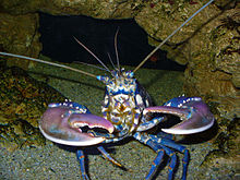 A blue-coloured lobster face-on: the claws are raised and open. The inside edges of the stocky right claw are covered in rounded protrusions, while the left claw is slihtly slimmer and has sharp teeth.