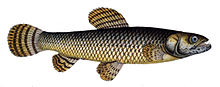 A Hoplias Malabaricus fish.