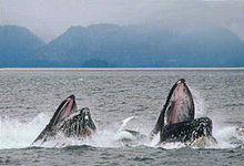 Photo of two whales with only heads visible above surface