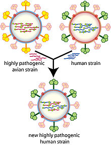 A cartoon showing how viral genes can be shuffled to form new viruses