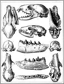 Top, side, bottom and close-up views of a fossil skull. The skull has a flat top with a short snout and prominent canines.