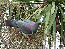 A New Zealand pigeon stands on the fruiting spike of a cabbage tree