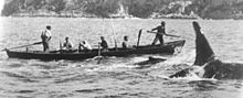 A killer whale swims alongside a whaling boat, with a smaller whale in between. Two men are standing, the harpooner in the bow and another manning the aft rudder, while four oarsmen are seated.