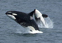 Two killer whales jump above the sea surface, showing their black, white and grey coloration. The closer whale is upright and viewed from the side, while the other whale is arching backwards to display its underside.