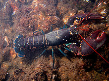 A bluish lobster walks over the sea-floor. It uses four pairs of thin legs to walk, holding its large claws in front of it. Its tail extends straight behind it, while the long, red antennae jut forwards from its head.