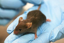Lab mouse mg 3263.jpg