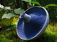 A mushroom cap on its side revealing closely spaced, blue gills