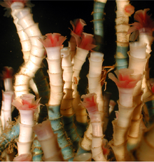 Tube worms are among the dominant species in one of four cold seep community types in the Gulf of Mexico.