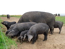Several dark-coloured swine