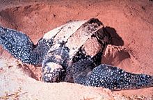 A leathrback sea turtle digging in the sand