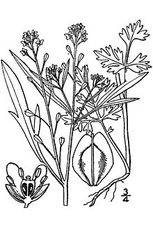 Lepidium sativum.jpg