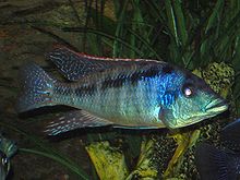 Iridescent light blue fish with red and white fins.