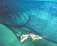 A loggerhead sea turtle escapes a circular fisherman's net via a TED.