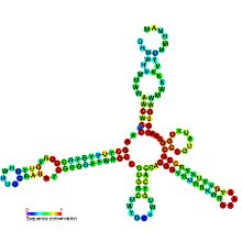 MOCO RNA motif secondary structure.jpg