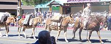 photo of MWTC mule pack string participating in the Bishop Mule Days parade
