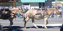 photo of MWTC mule pack string carrying weapons in the Bishop Mule Days parade