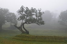  Large trees with grass between them in mist