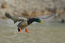 Bird with wings forward. Yellow bill, green head with white collar, brown body with blue wing feathers and orange feet.