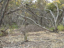 A large pile of bare earth stands amidst pale tree trunks, bleached grass and fallen sticks.